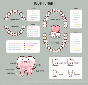 Tooth Chart for kids 